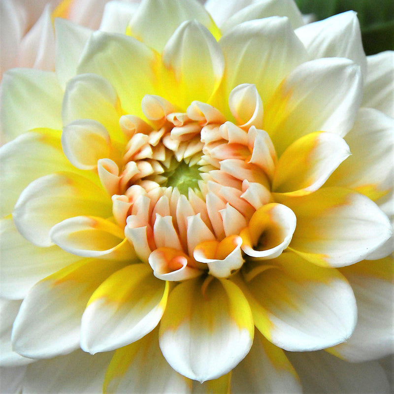 Dahlia Seattle