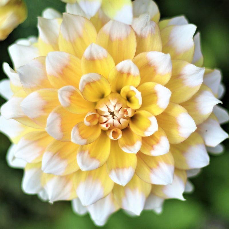 Dahlia Seattle