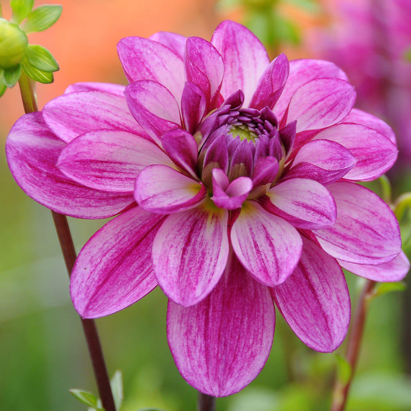 Dahlia Seduction