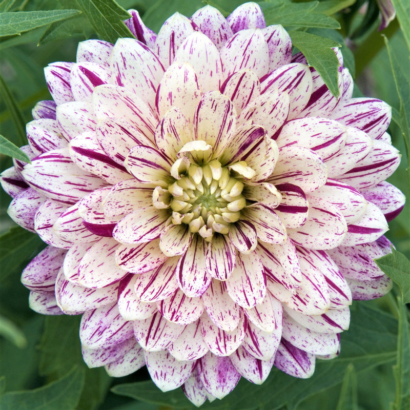 Dahlia Smokey