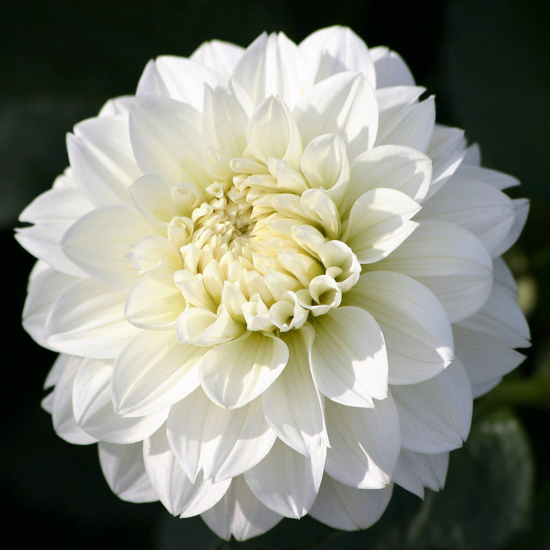 Dahlia Snow Country