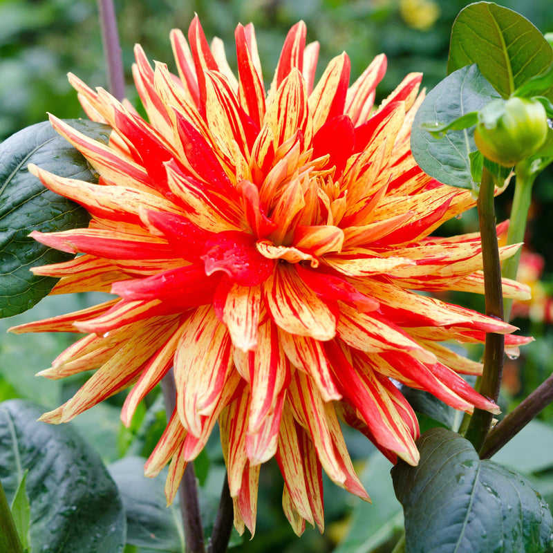 Dahlia Striped Vulcan