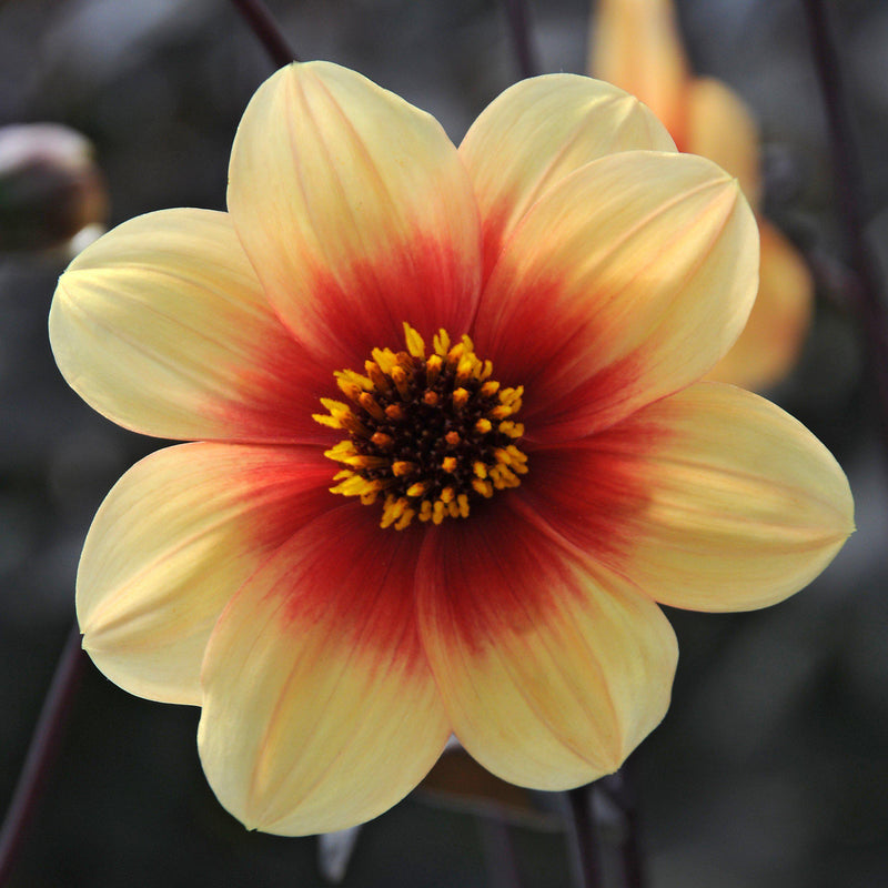 Dahlia Sunshine