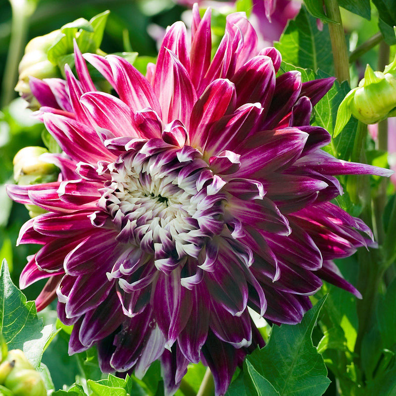 Dahlia Pink Champagne Collection