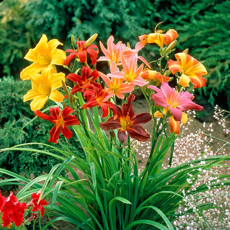 Daylily Colorful & Carefree Collection