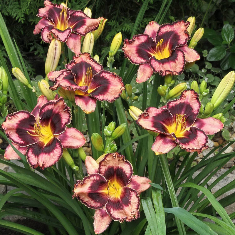 Daylily Simmons Overture