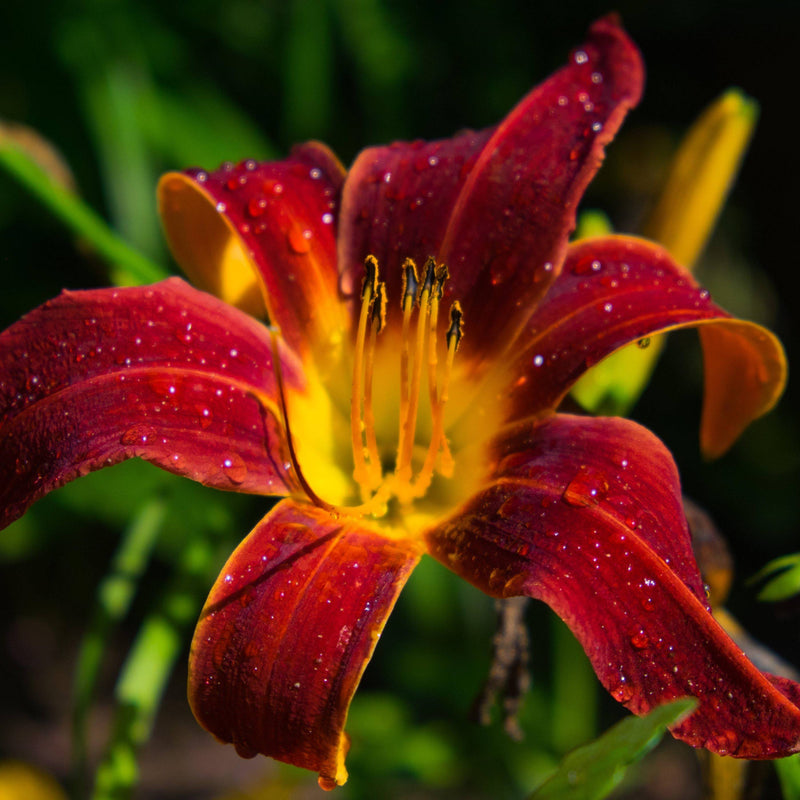 Daylily Crimson Pirate