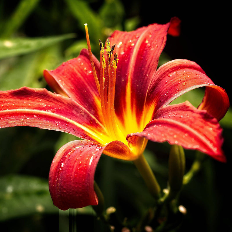 Daylily Crimson Pirate