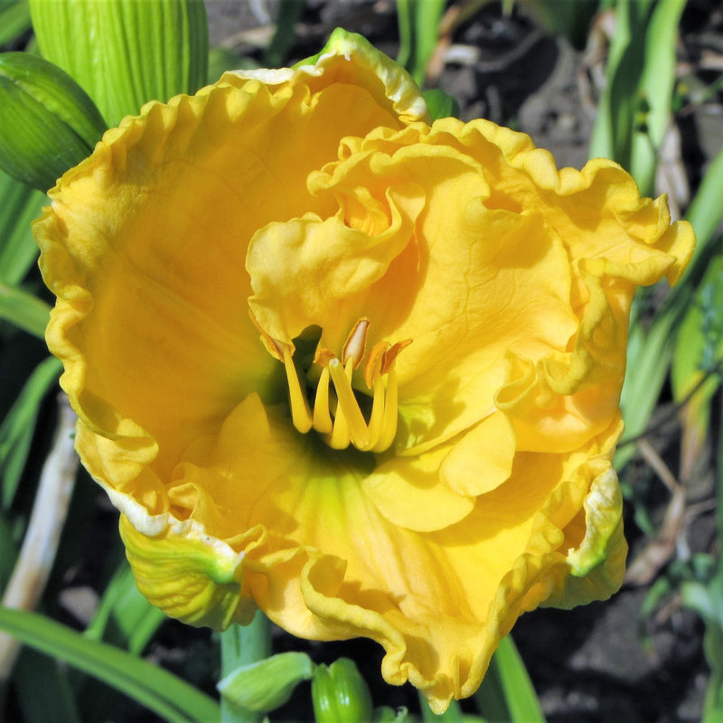 Daylily Double Talk