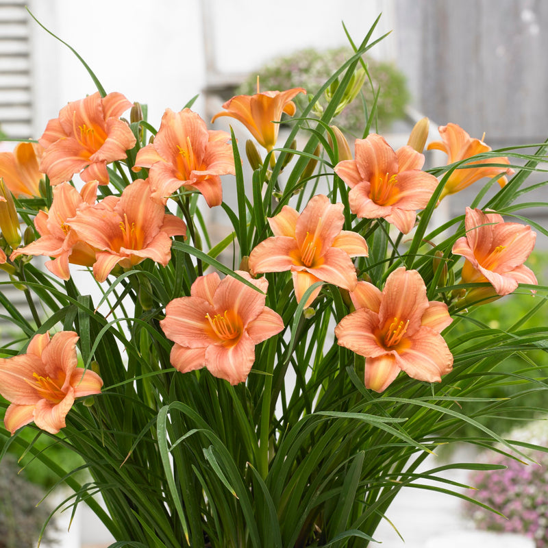 Daylily EveryDaylily Pink Wing