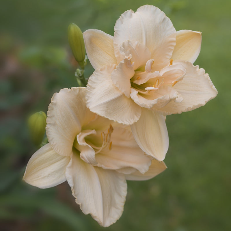 Daylily Vanilla Fluff