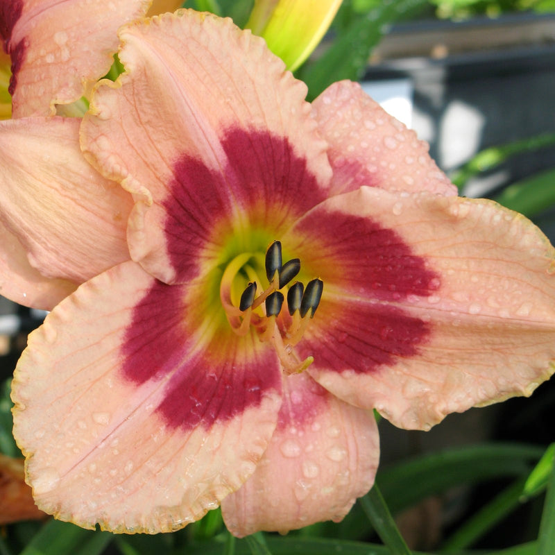 Daylily Wineberry Candy