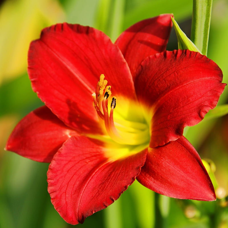 Daylily Baja