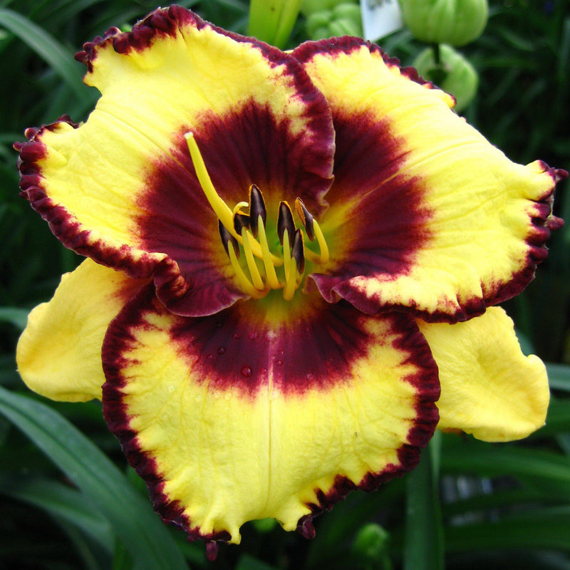 Daylily Calico Jack