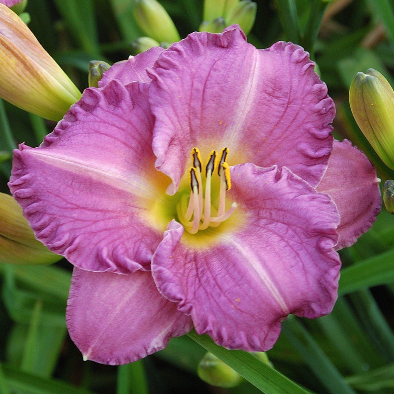 Daylily Entrapment