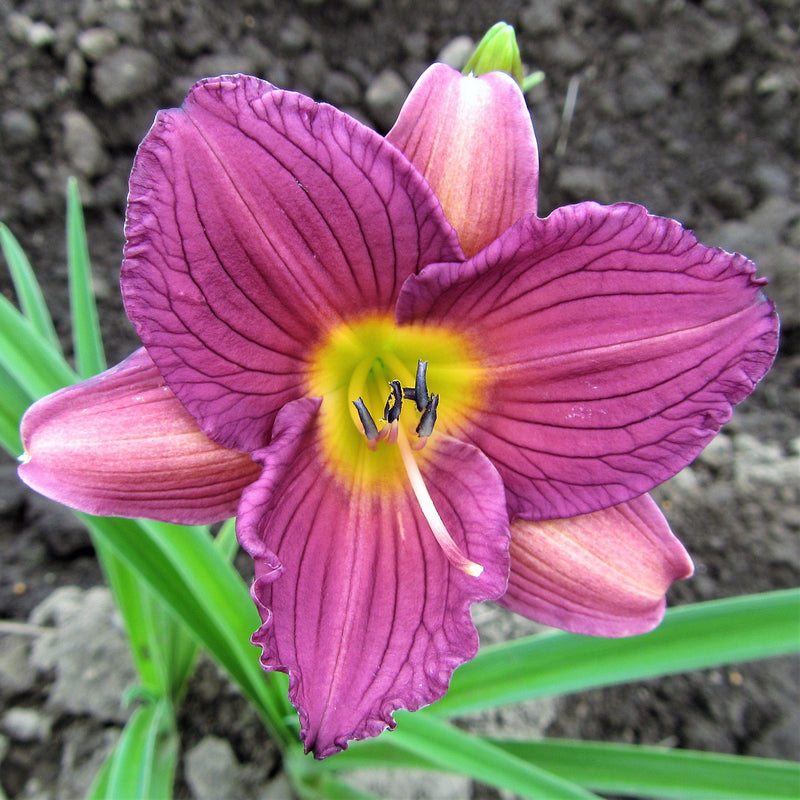 Daylily Purple De Oro