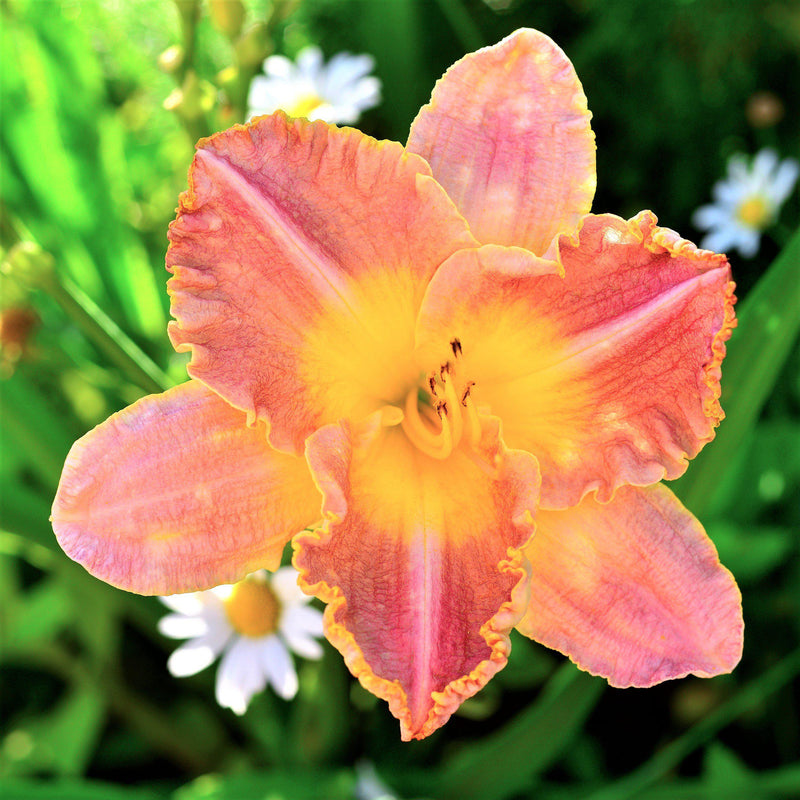 Daylily Bumper Crop Mix