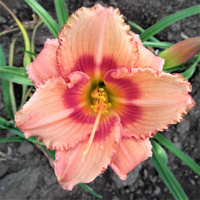 Daylily Strawberry Candy