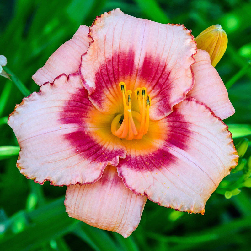 Daylily Strawberry Candy