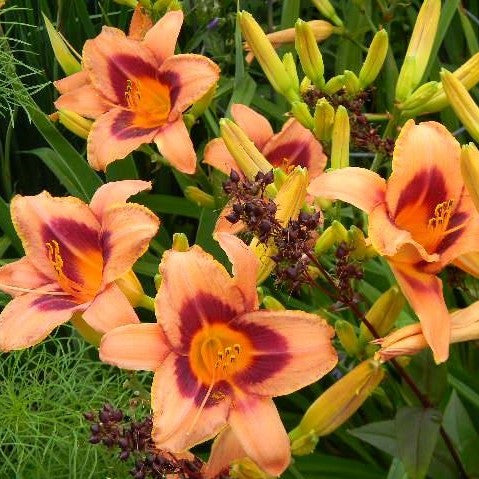 Daylily Zagora