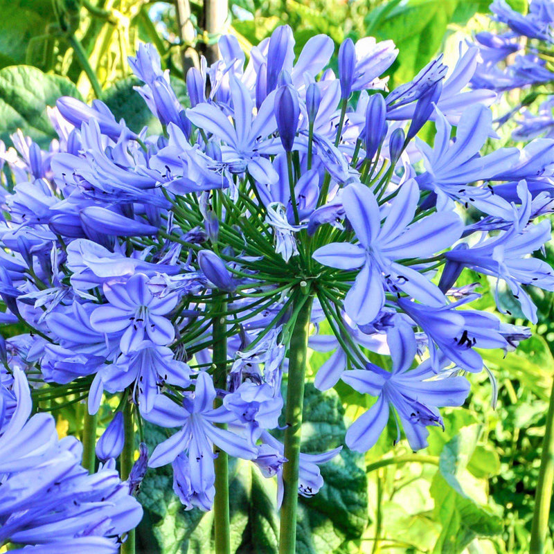 Agapanthus Delft Blue