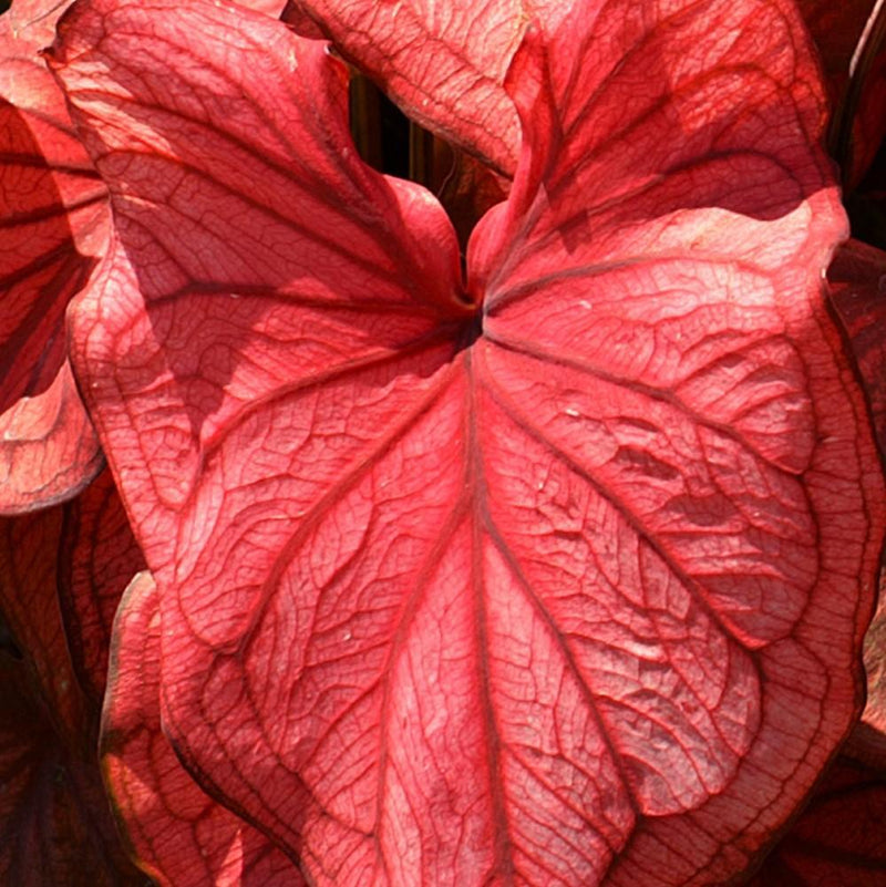 Caladium Desert Sunset