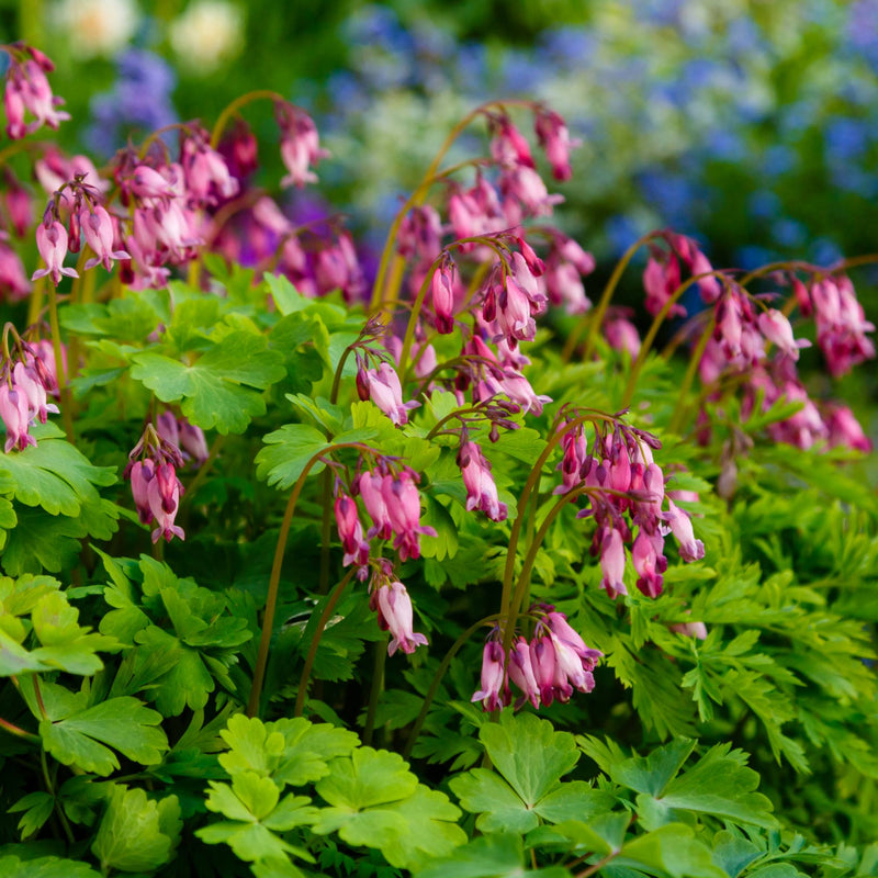 Bleeding Hearts Formosa (Dicentra)