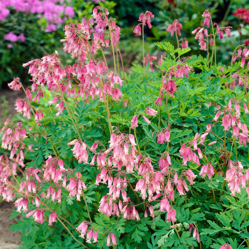 Bleeding Hearts Formosa (Dicentra)