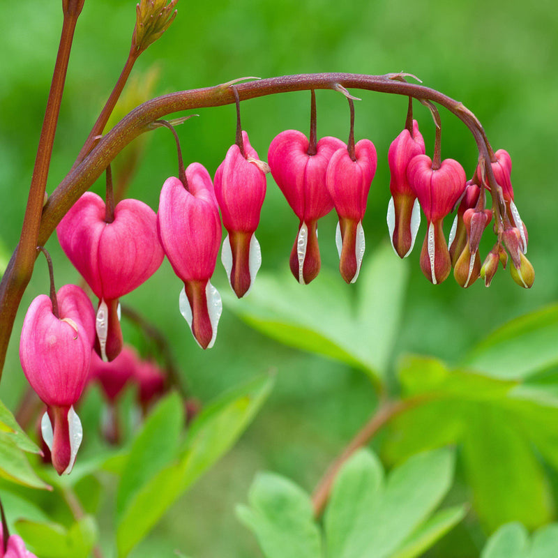 Bleeding Hearts Pink (Dicentra)