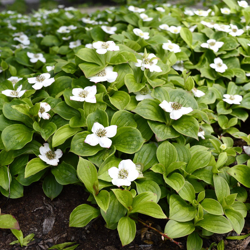 Dogwood (Bunchberry)