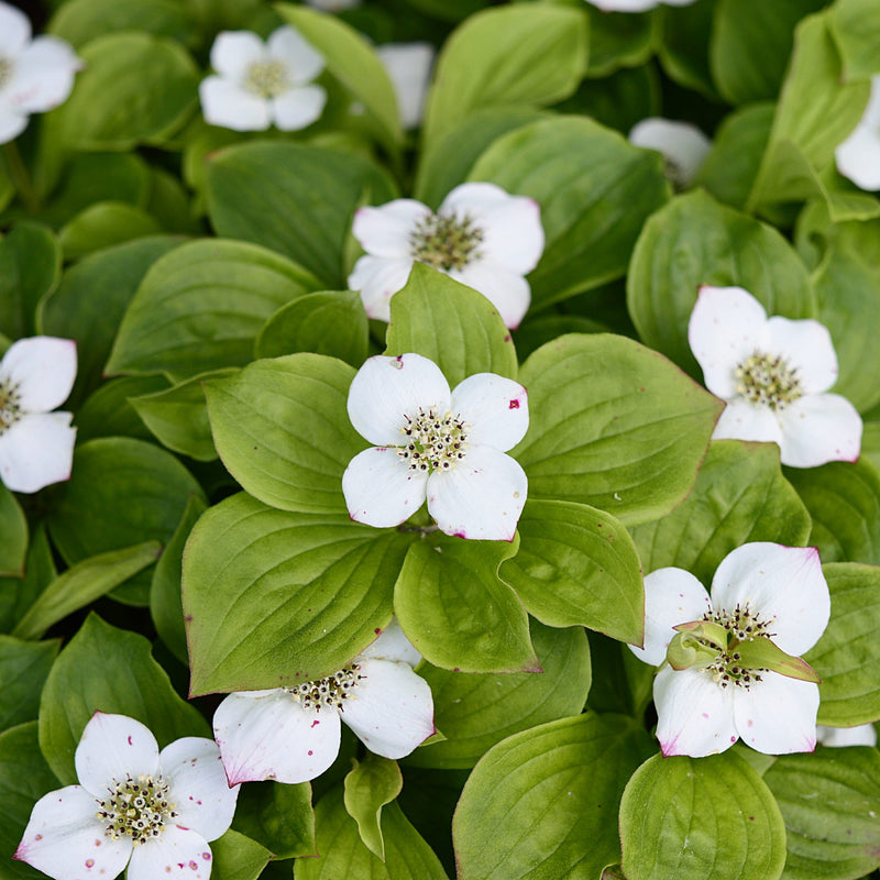 Dogwood (Bunchberry)