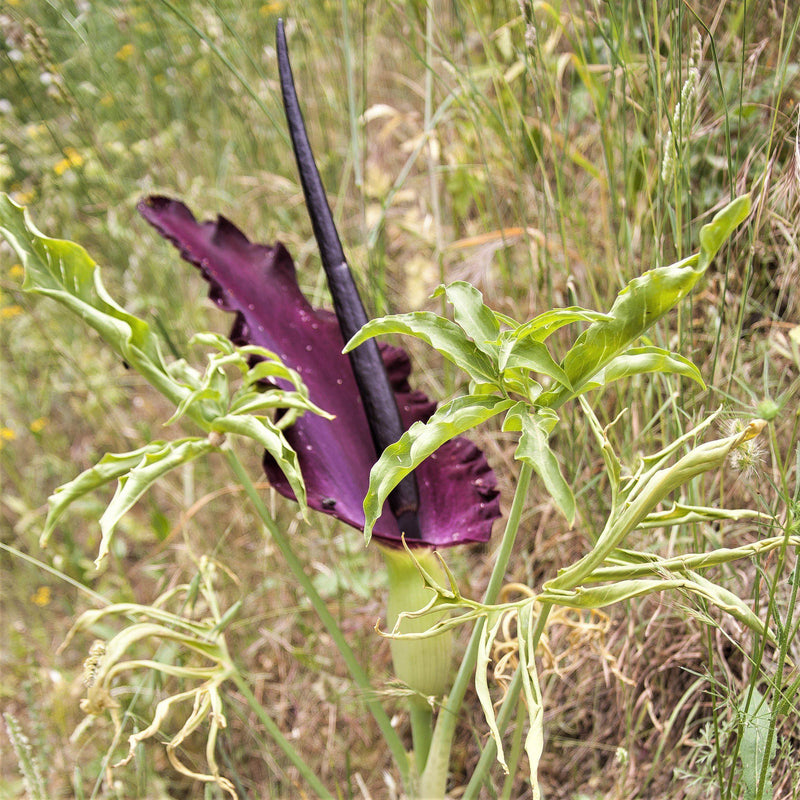 Voodoo Lily Dracunculus Vulgaris