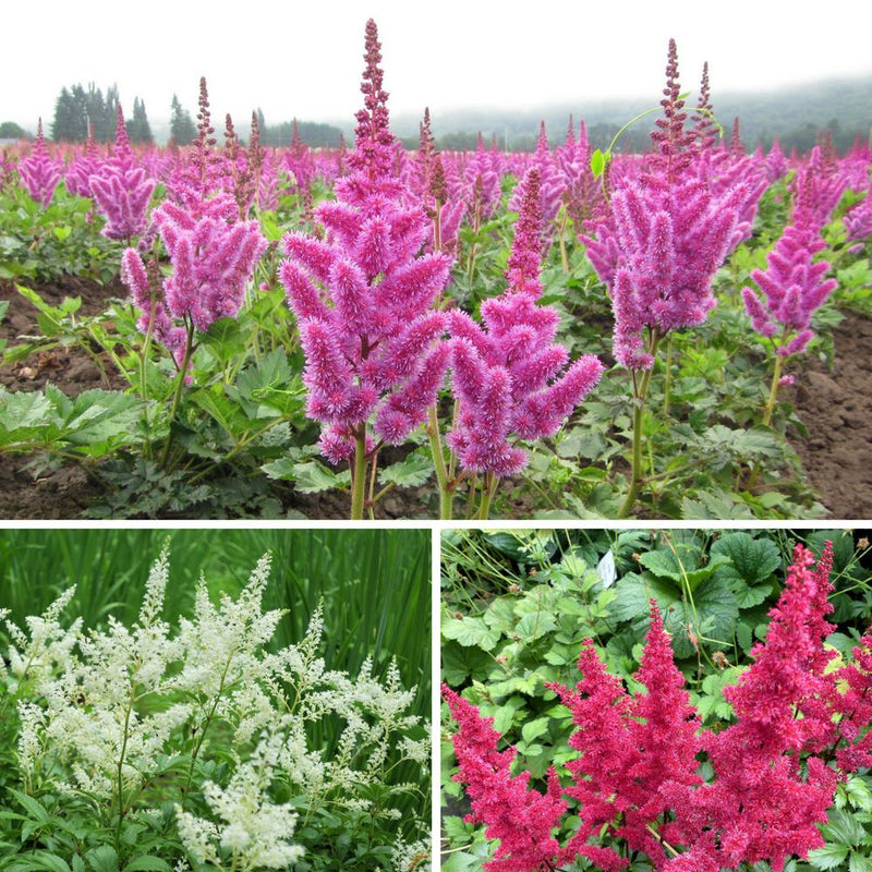 Astilbe Luminous Shade Collection