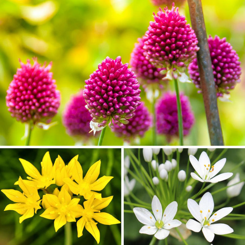 Allium Garden Sprinkles Collection