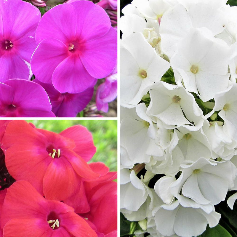 Phlox Flame Collection