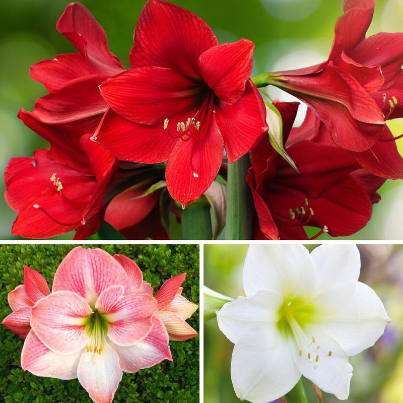 Amaryllis Holiday Cheer Collection