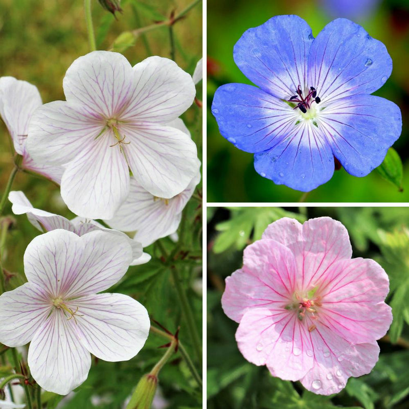 Geranium Patio and Borders Collection