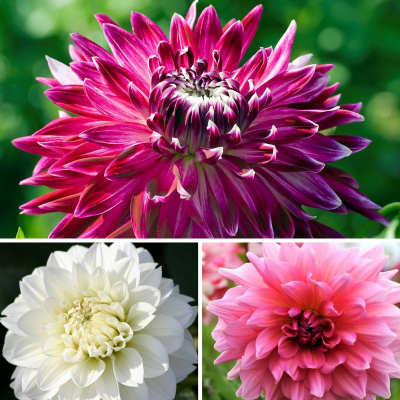 Dahlia Pink Champagne Collection