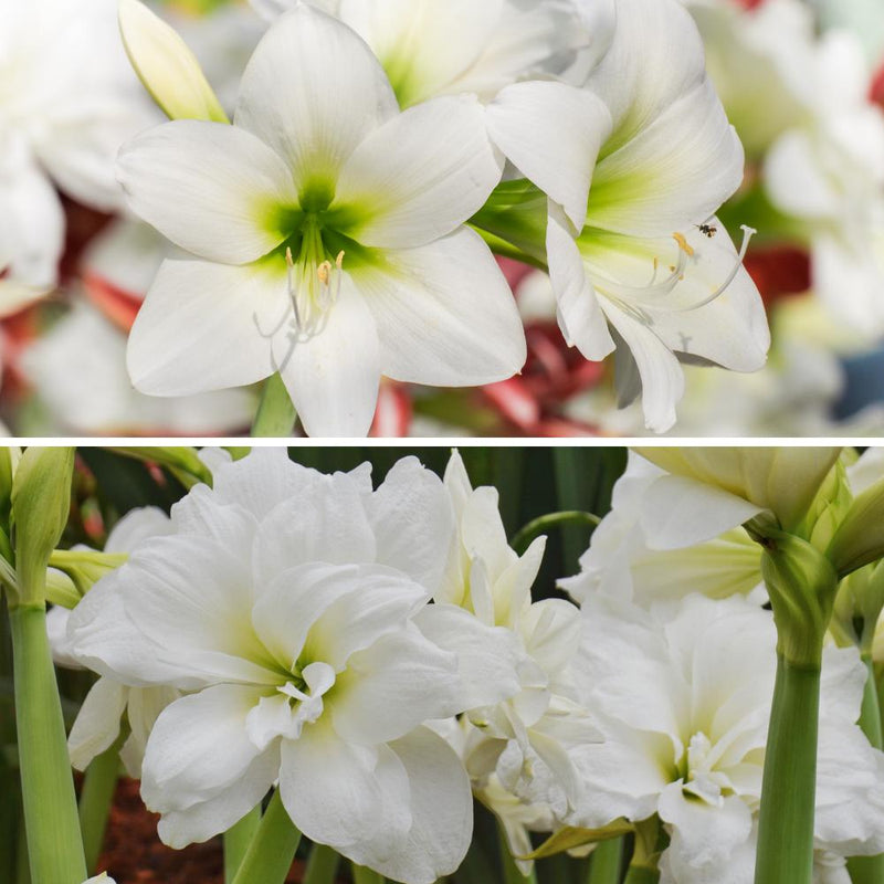 Amaryllis White Clouds Duo