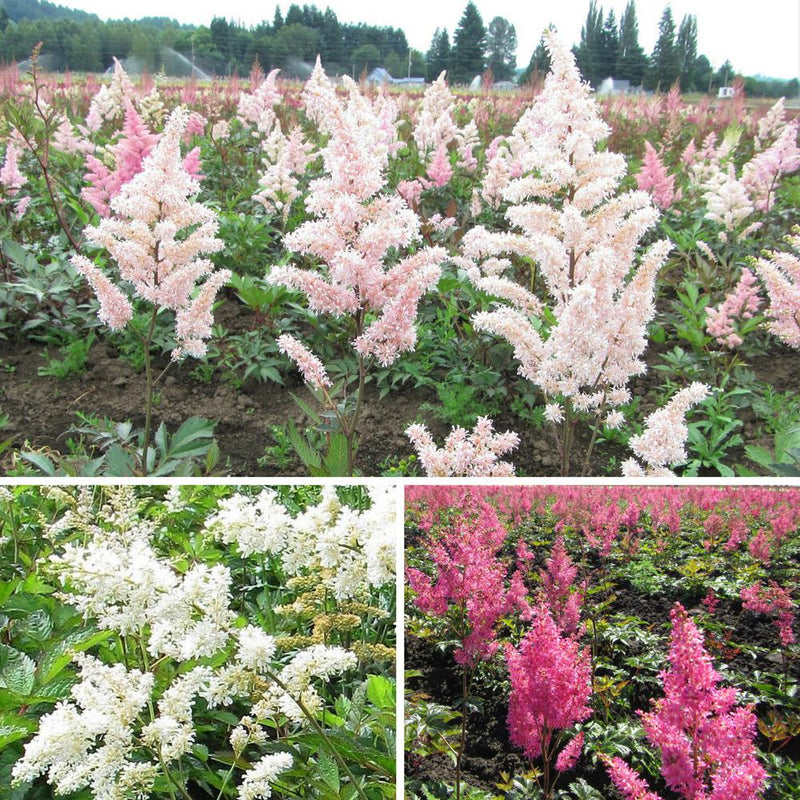 Astilbe Cotton Candy Collection