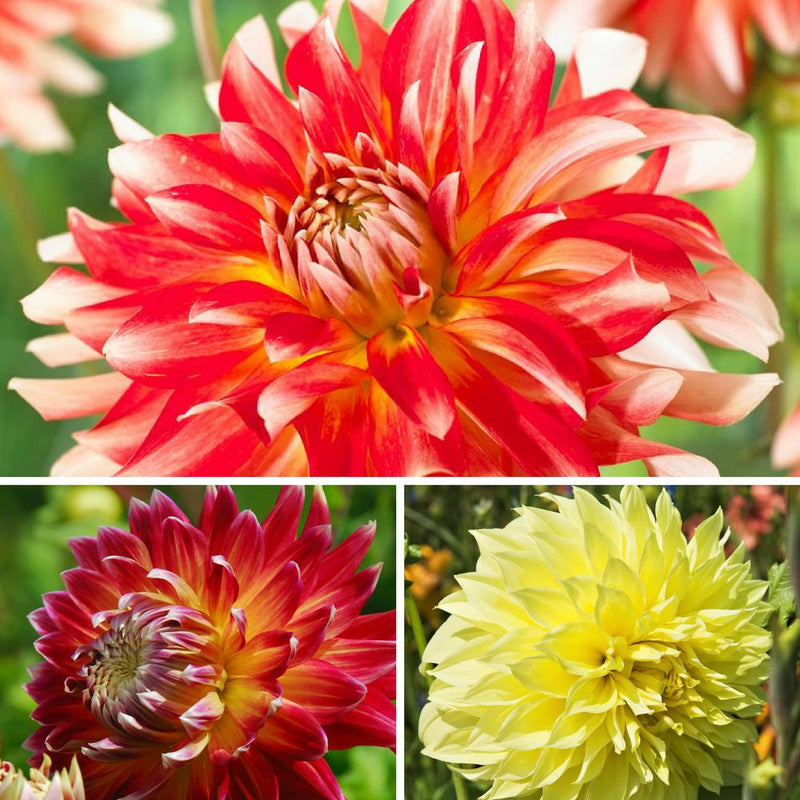 Dahlia Cinnamon & Spice Collection