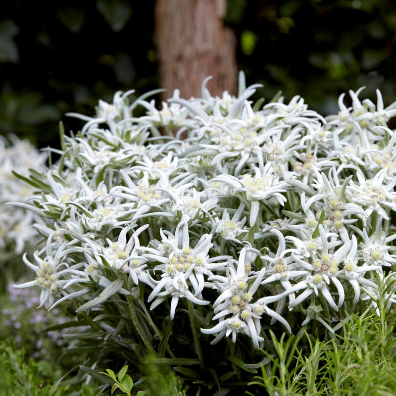 Edelweiss Blossom of the Snow