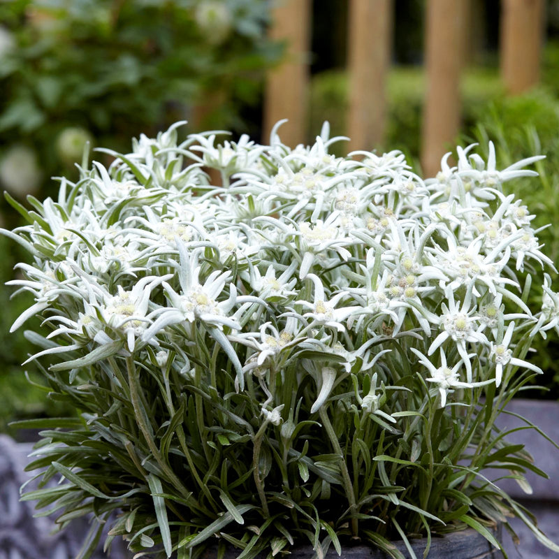 Edelweiss Blossom of the Snow