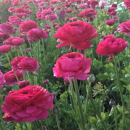 Italian Ranunculus Elegance Ciclamino