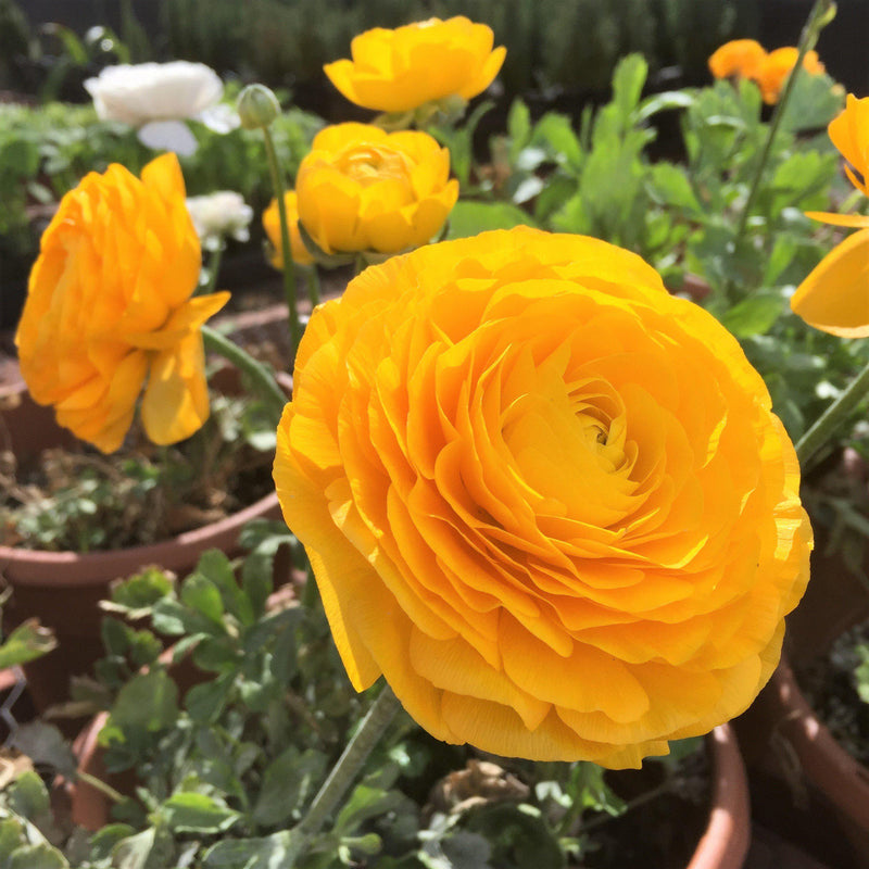 Italian Ranunculus Elegance Giallo