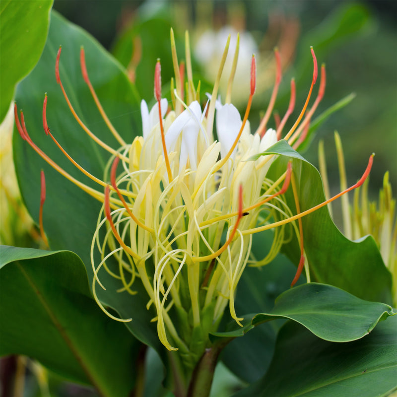 Ginger - Ellipticum (Fragrant)