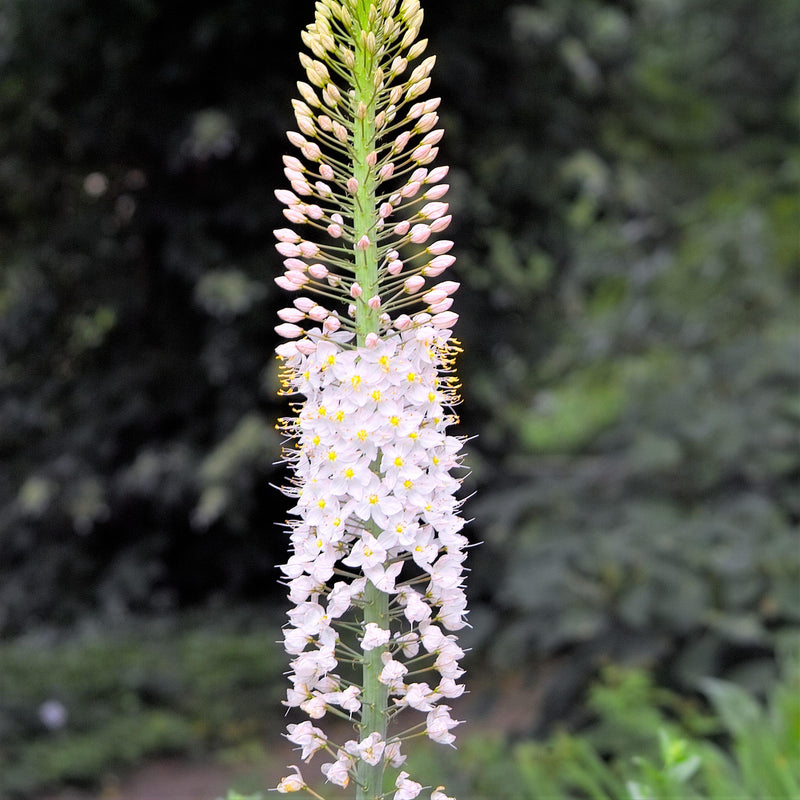 Eremurus Foxtrot