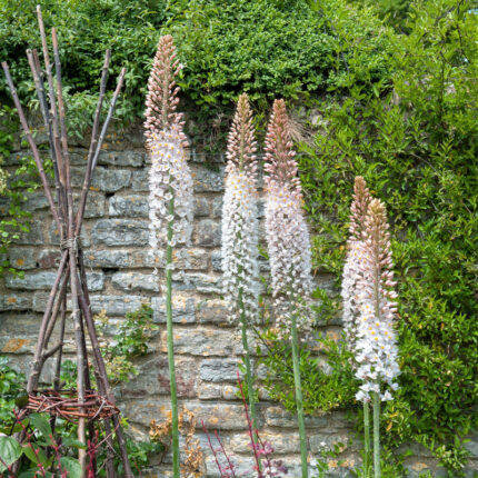 Eremurus Robustus