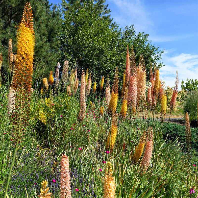 Eremurus Shelford Hybrid Mix