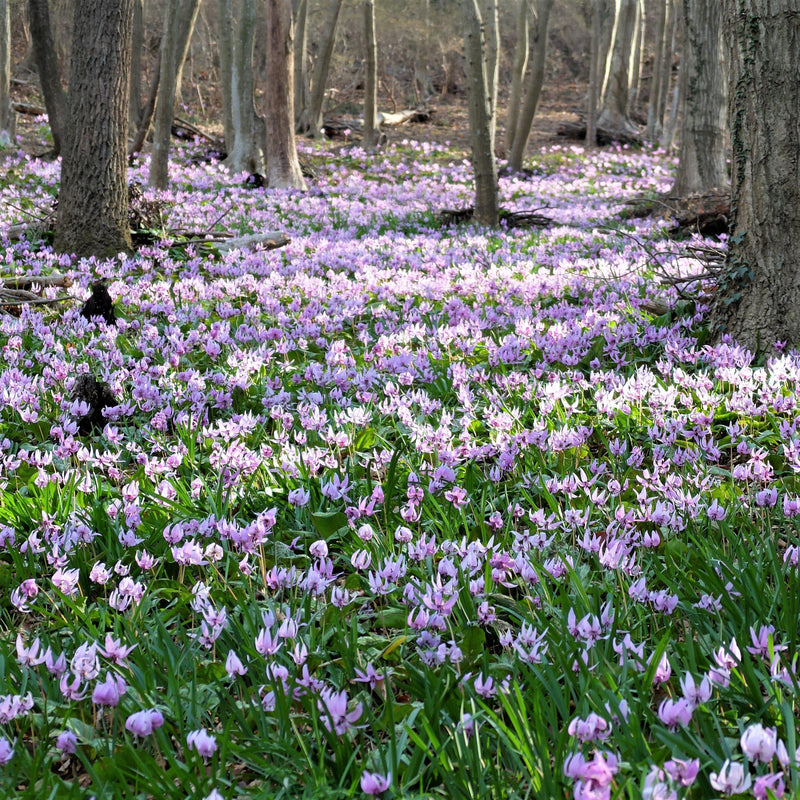 Erythronium Dens-Canis (European Dog Tooth Violet)